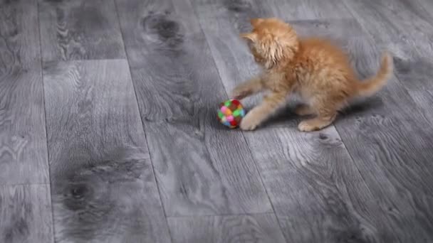 Ένα Μικρό Κοκκινότριχο Γατάκι Παίζει Μια Μπάλα Και Αναπηδά — Αρχείο Βίντεο