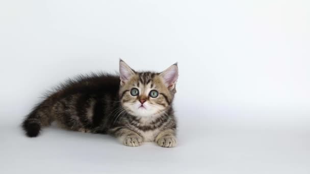 Small Brown Kitten Lies Light Background Looks Straight Ahead — Vídeos de Stock
