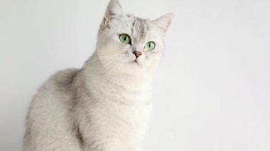 Yeşil gözlü gri kedi kapatın