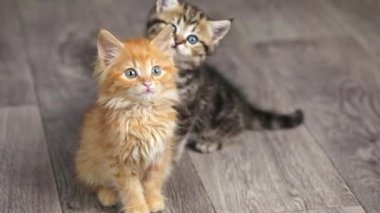 two small orange and brown funny kittens are sitting on the floor