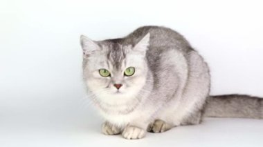 a gray cat with green eyes sits on a light background and licks its lips