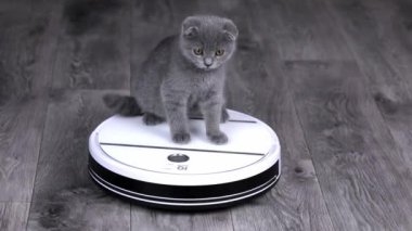 gray Scottish fold kitten spinning on a white robot vacuum cleaner