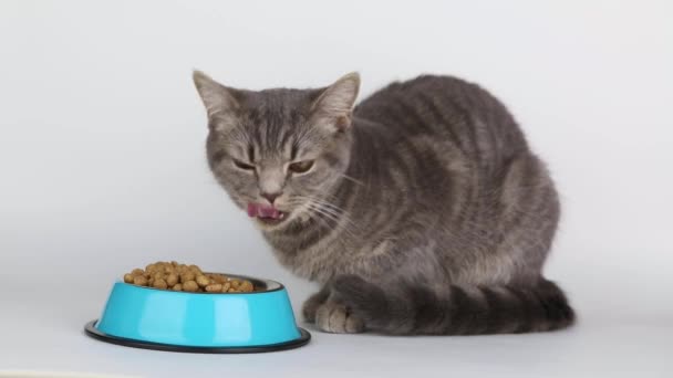Striped Cat Sits Bowl Food Licks His Lips — Stock Video