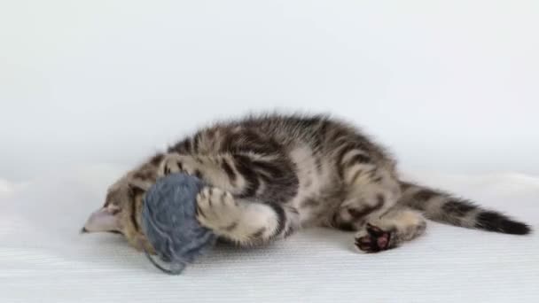 Small Brown Kitten Plays Ball Gray Threads Light Background — Stockvideo