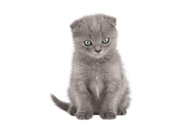 small gray kitten scottish fold with blue eyes isolated