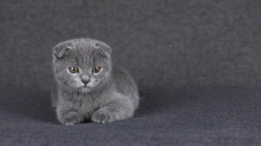gray kitten scottish fold lies and looks around