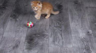 two kittens gray and orange play with a ball on the floor
