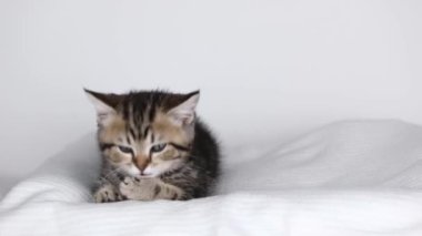 a small brown kitten lies on a light background and licks its paw