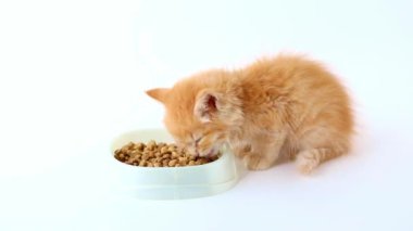 a small orange kitten eats from a bowl of food on a light background
