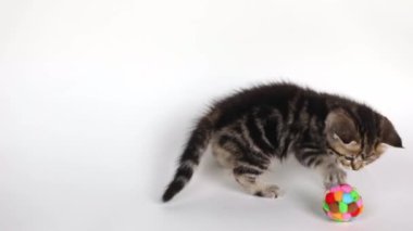 Küçük kahverengi bir kedi yavrusu açık arkaplanda topla oynar.