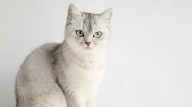 a gray cat with green eyes sits on a light background and meows