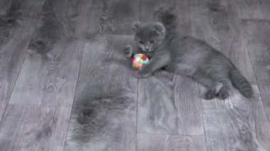 Gri kedi yavrusu İskoç kıvrımları bir topla yatıyor.
