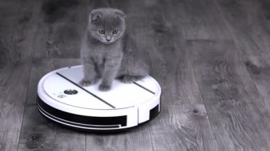 Gri kedi yavrusu İskoç kıvrımı beyaz bir robot elektrik süpürgesinde dönüyor.