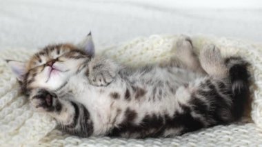 little brown kitten sleeps and rolls over to the other side