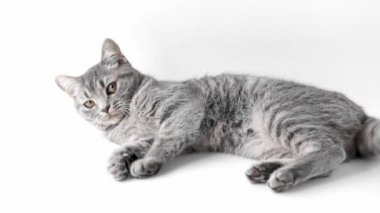 gray striped cat lies and rolls over on a light background