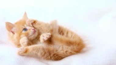 a small red kitten lies on a light background