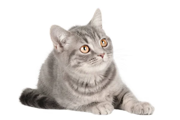 gray kitten with yellow eyes lies and looks up isolated