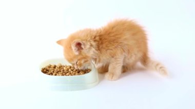 a small orange kitten eats food from a cup on a light background