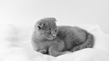 Gri İskoç kedi yavrusu arka planda yatıyor ve düz görünüyor