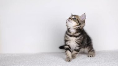 Küçük kahverengi bir kedi yavrusu açık bir arkaplanda oturur.