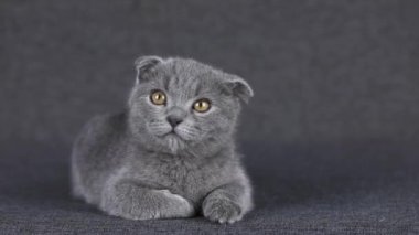 Gri kedi yavrusu İskoç kıvrımı gri bir arka planda yatıyor