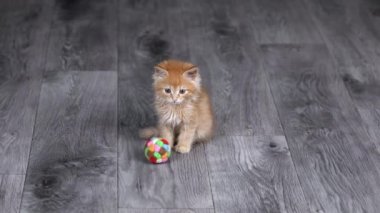 Gri bir zeminde küçük bir turuncu kedi yavrusu top ile oynuyor.