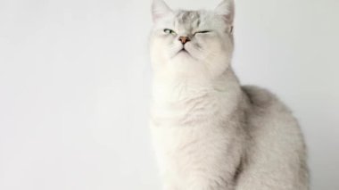 close up gray cat with green eyes meows