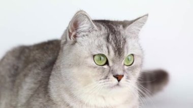 gray cat close up with green eyes looks up