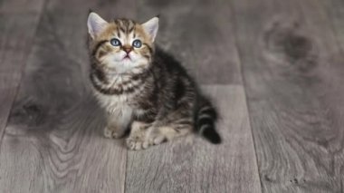 Kahverengi kedi yavrusu yerde oturuyor.