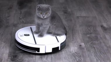 Gri kedi yavrusu İskoç kıvrımı beyaz bir robot elektrik süpürgesinde dönüyor.