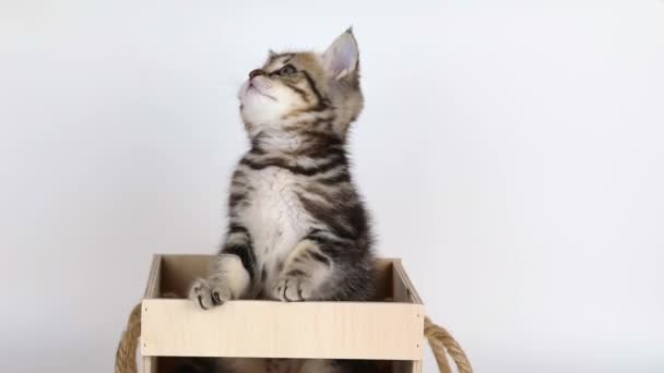 Small Brown Kitten Sits Wooden Box Light Background — Stock Video