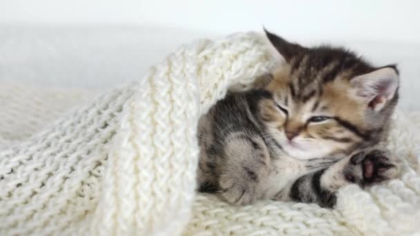 Little Brown Kitten Sleeps Rolls Other Side — Stockvideo
