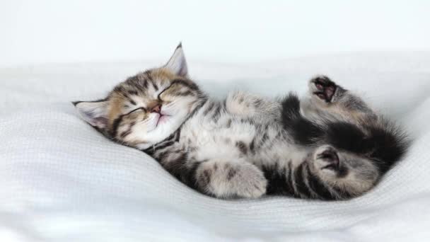 Little Brown Kitten Sleeping Back White Background — Stock Video