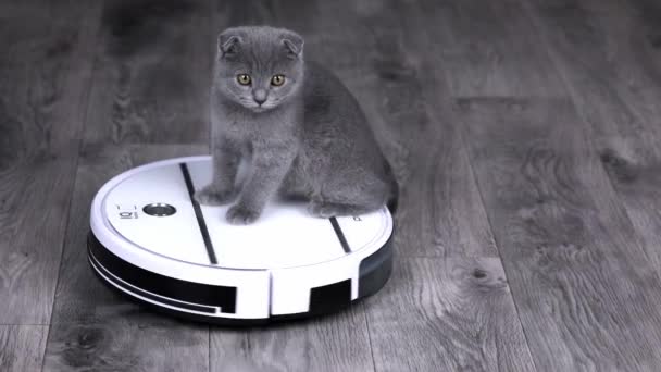 Gri Kedi Yavrusu Skoç Kıvrımı Beyaz Bir Robot Elektrik Süpürgesinde — Stok video