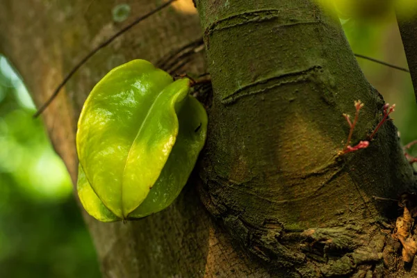 Averrhoa Carambola Starfruit Kamranga Também Uma Boa Fonte Potássio Cobre — Fotografia de Stock