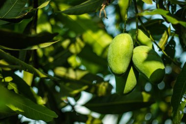 Yeşil çiğ mango yemesi çok ekşi ve birçok çeşit vitamin açısından zengin mevsimsel bir meyvedir.