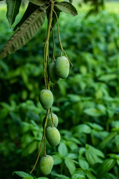 Los Mangos Crudos Son Una Las Frutas Más Saludables Que —  Fotos de Stock