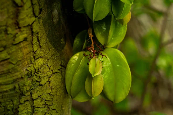 Comida Verde Amarela Azeda Doce Chamada Carambola Starfruit Kamranga Uma — Fotografia de Stock