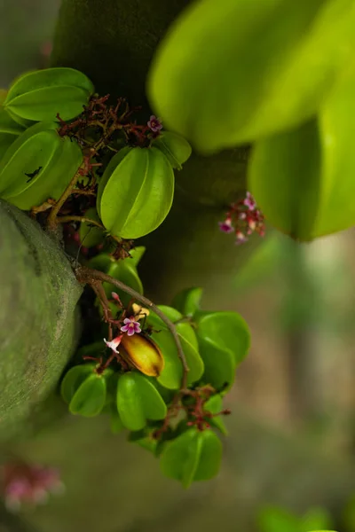 Fruit Plant Carambola Ster Fruit Vrucht Van Averrhoa Carambola Dit — Stockfoto