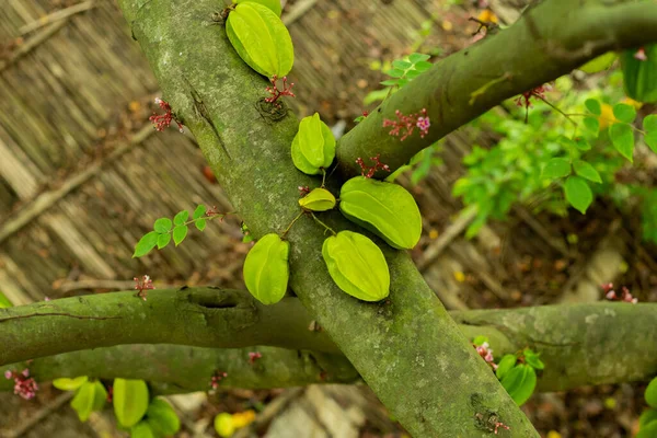 Carambola Averrhoa Cultivada Regiões Tropicais Subtropicais Centenas Anos — Fotografia de Stock