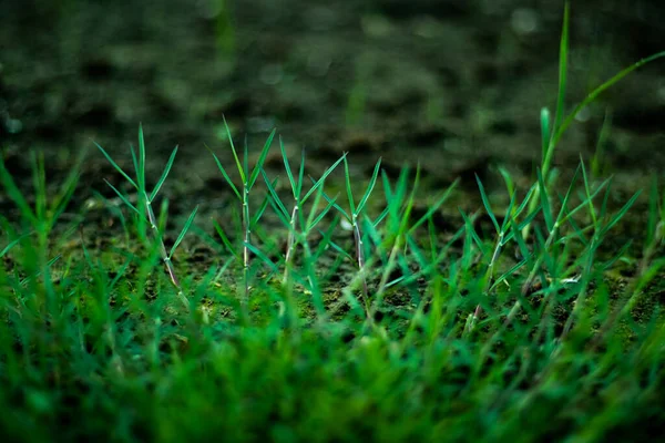 Трава Бермудська Або Декоративний Маленький Зелений Листок Трава Починають Зеленуватися — стокове фото