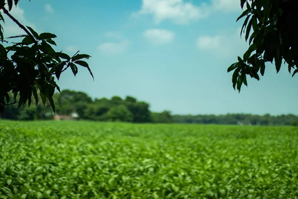 最大的黄麻种植园 最大的芒果树 后面是蓝天 美丽的风景 — 图库照片