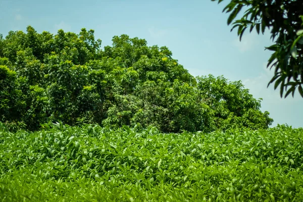黄麻叶和作黄麻织物的树是用黄麻植物制成的一种纤维 也是后面最大的芒果树 — 图库照片