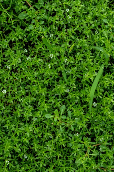 Heath Bedstro Galium Saxatile Een Plantensoort Uit Familie Galium Deze — Stockfoto