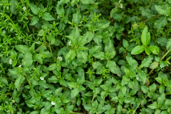 ガリウムの柔軟性またはヒースのベッドストローは 短い茎を持つ小さな植物です それは非常に多くの小さな白い4つの高山病に白い花の香りがする — ストック写真