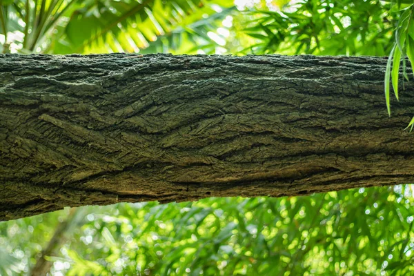 Деревина Зеленого Дерева Або Зелені Колоди Створюються Допомогою Зеленого Вогню — стокове фото
