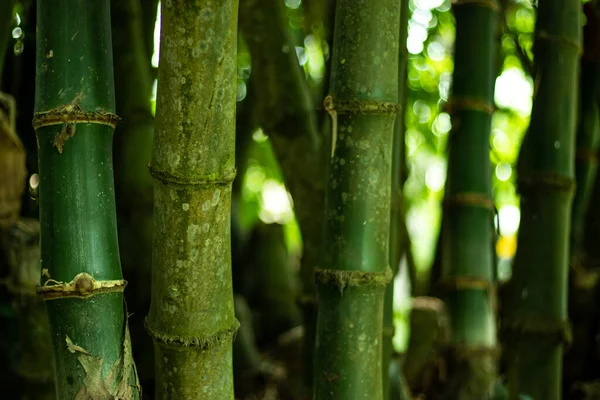 Bambu Cru Verde Uma Integração Contínua Ferramenta Implantação Que Amarra — Fotografia de Stock