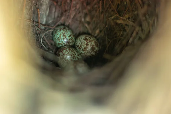 Cute Little Nest Bird Eggs Old Coconut Tree Little Birds — Stock Photo, Image