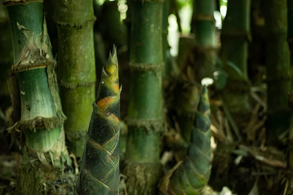 Mudas Bambu Crescendo Pleno Sol Vai Crescer Mais Rápido Bambu — Fotografia de Stock