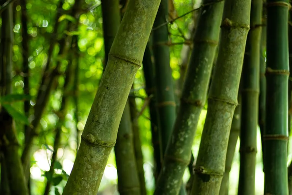 Бамбук Деревна Рослина Порожнистим Стеблом Знаходиться Сімействі Трав Зелений Сирий — стокове фото